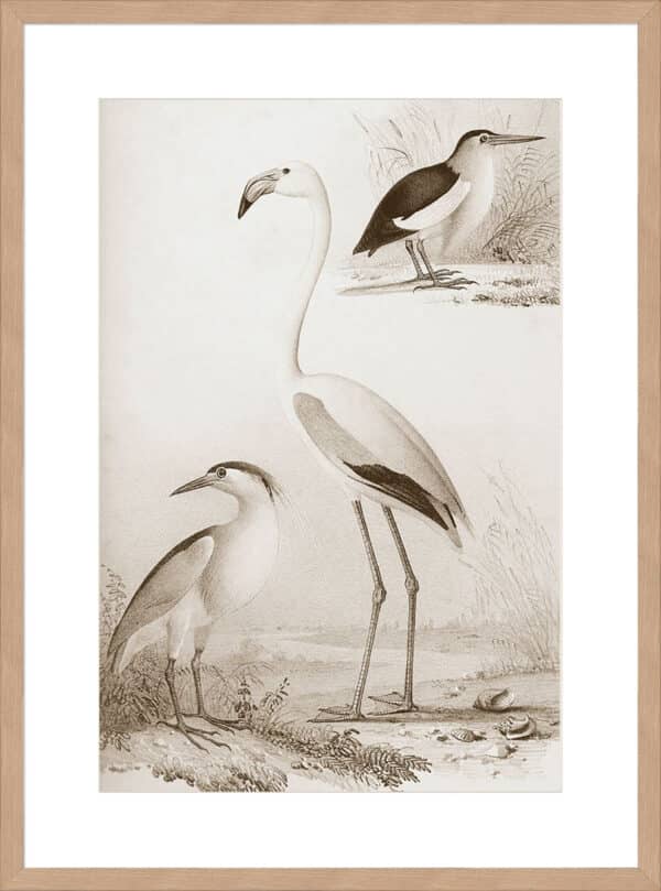 Sepia Water Birds I - 10cm Mount Board - Image 3