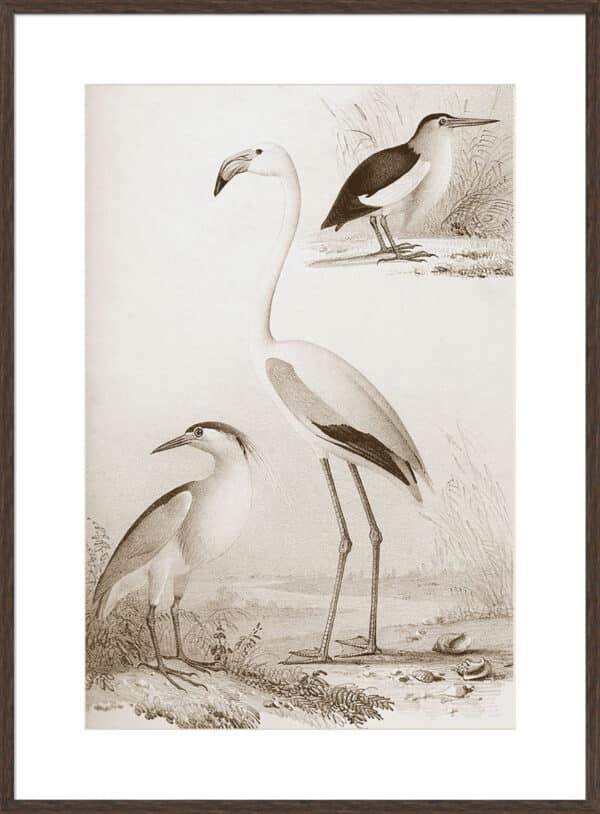 Sepia Water Birds I - 10cm Mount Board - Image 2