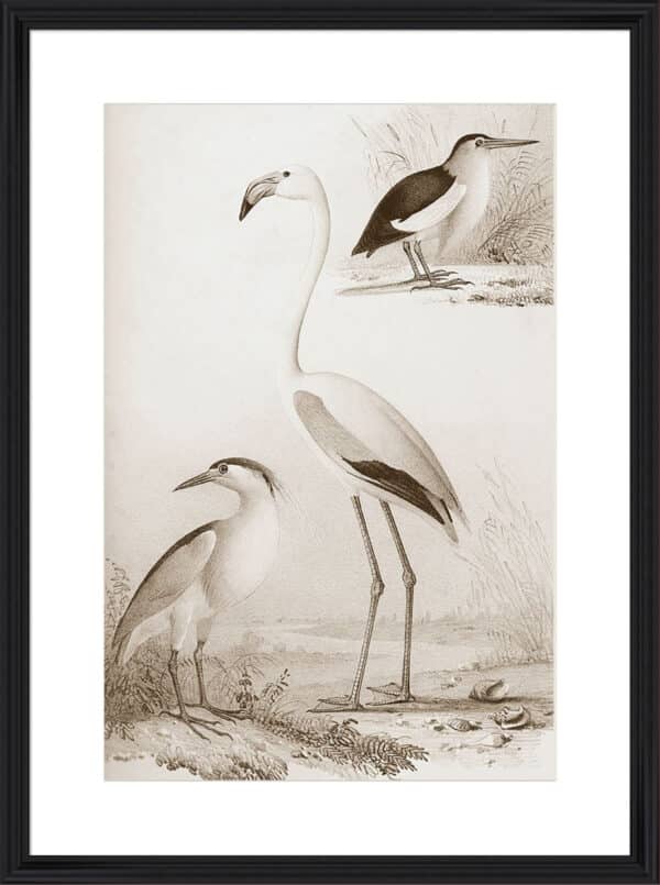 Sepia Water Birds I - 10cm Mount Board - Image 4