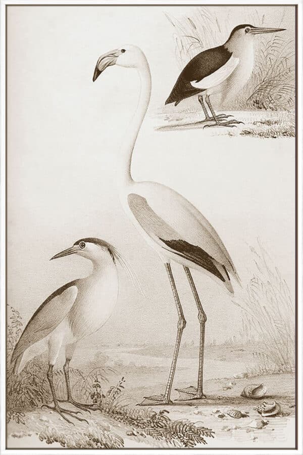 Sepia Water Birds I - Canvas - Image 2