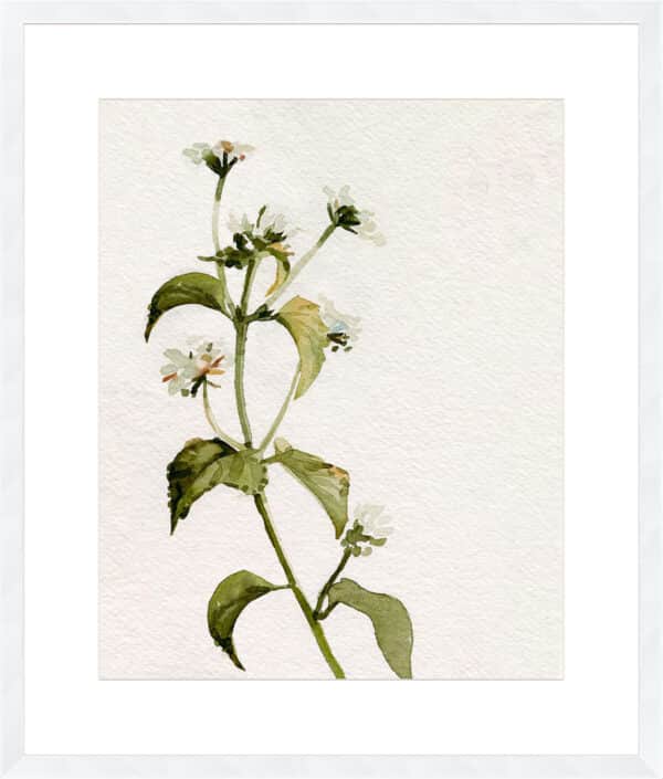 White Antique Wildflower I - 10cm Mount Board - Image 3