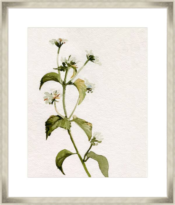 White Antique Wildflower I - 10cm Mount Board - Image 2