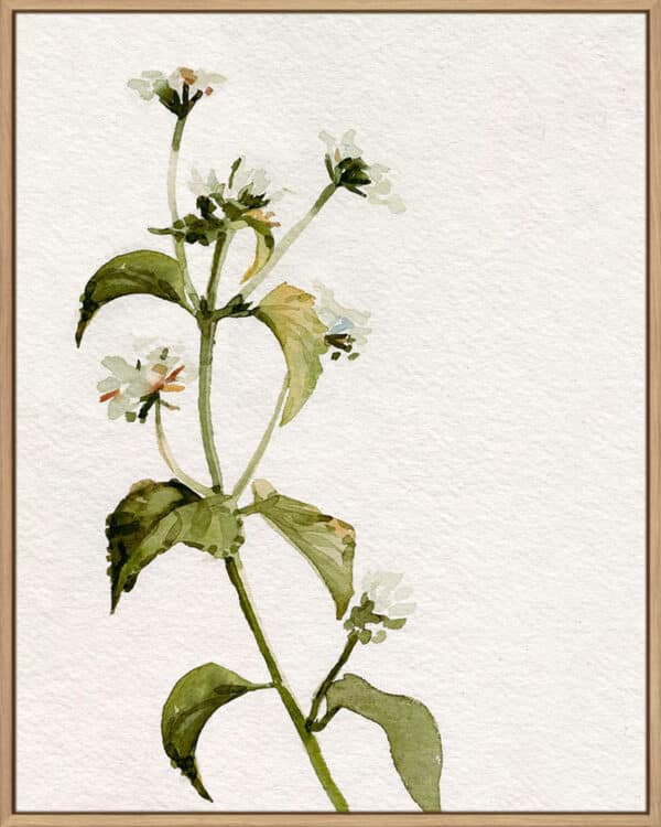 White Antique Wildflower I - Canvas