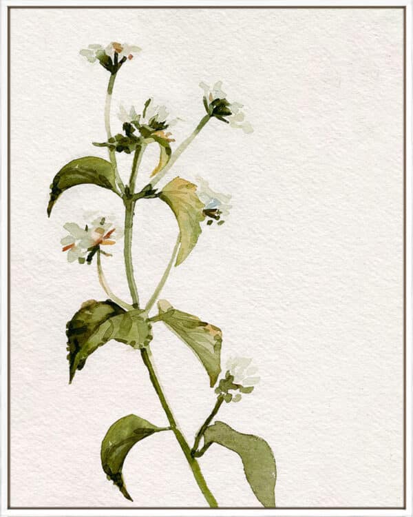 White Antique Wildflower I - Canvas - Image 2