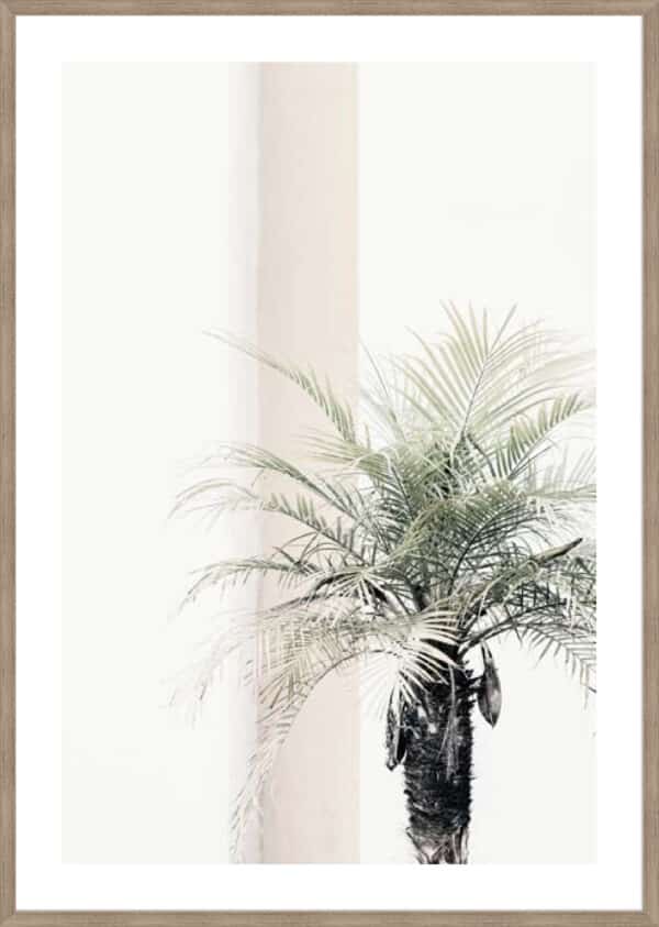 Studio III – Palm Tree - 5cm White Border