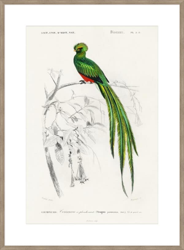 d'Orbigny Exotic Bird III - 10cm Mount Board - Image 2