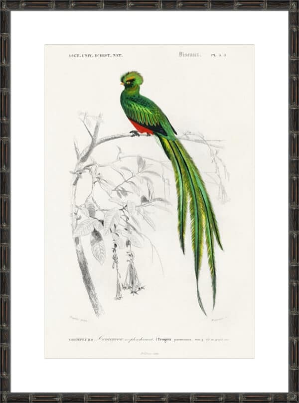 d'Orbigny Exotic Bird III - 10cm Mount Board