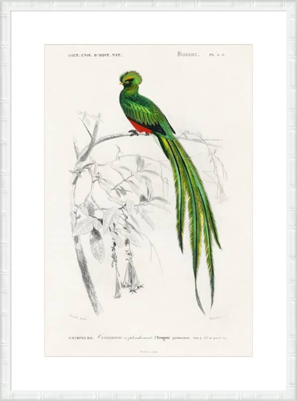 d'Orbigny Exotic Bird III - 10cm Mount Board - Image 3