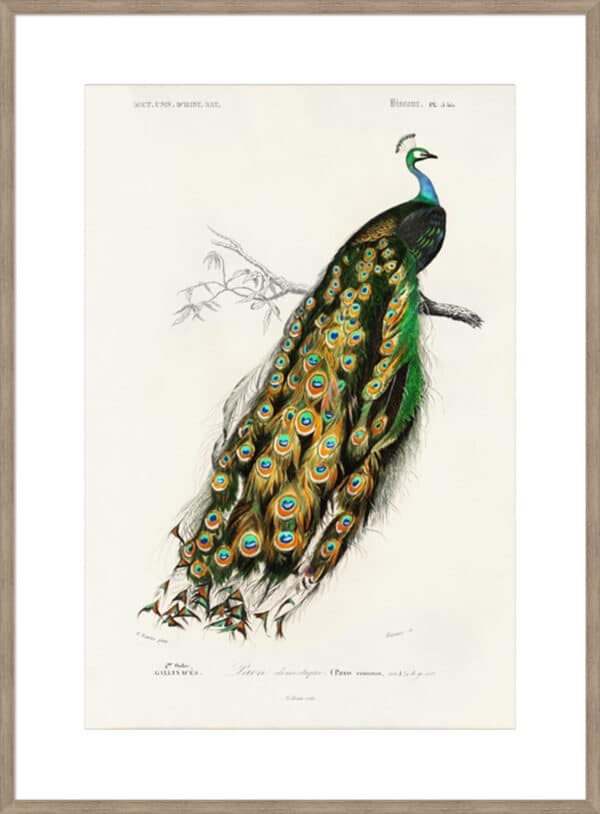 d'Orbigny Exotic Bird II - 10cm Mount Board - Image 4