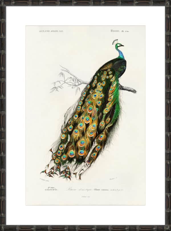 d'Orbigny Exotic Bird II - 10cm Mount Board