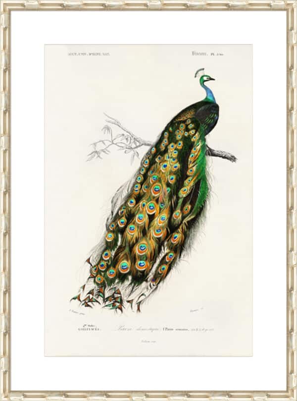 d'Orbigny Exotic Bird II - 10cm Mount Board - Image 2