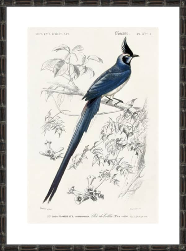 d'Orbigny Exotic Bird IV - 10cm Mount Board