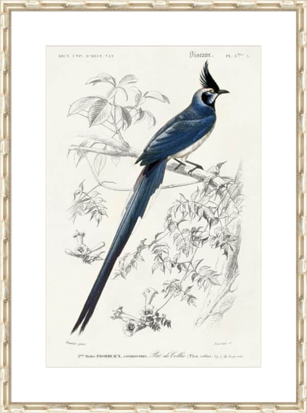 d'Orbigny Exotic Bird IV - 10cm Mount Board - Image 6