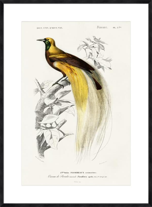 d'Orbigny Exotic Bird I - 10cm Mount Board - Image 4