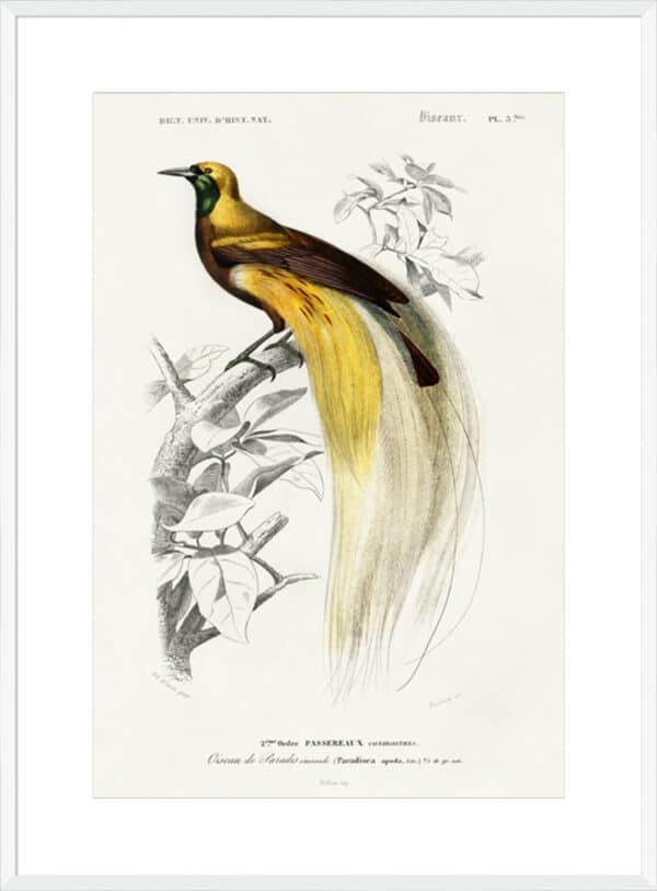 d'Orbigny Exotic Bird I - 10cm Mount Board - Image 2