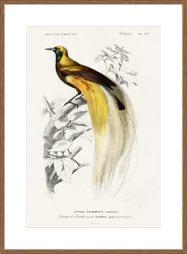 d'Orbigny Exotic Bird I - 10cm Mount Board - Image 6