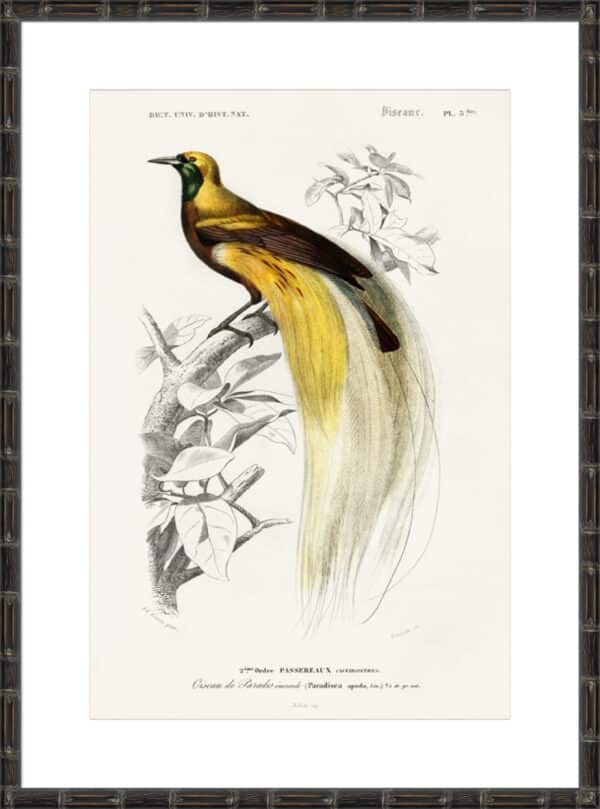 d'Orbigny Exotic Bird I - 10cm Mount Board