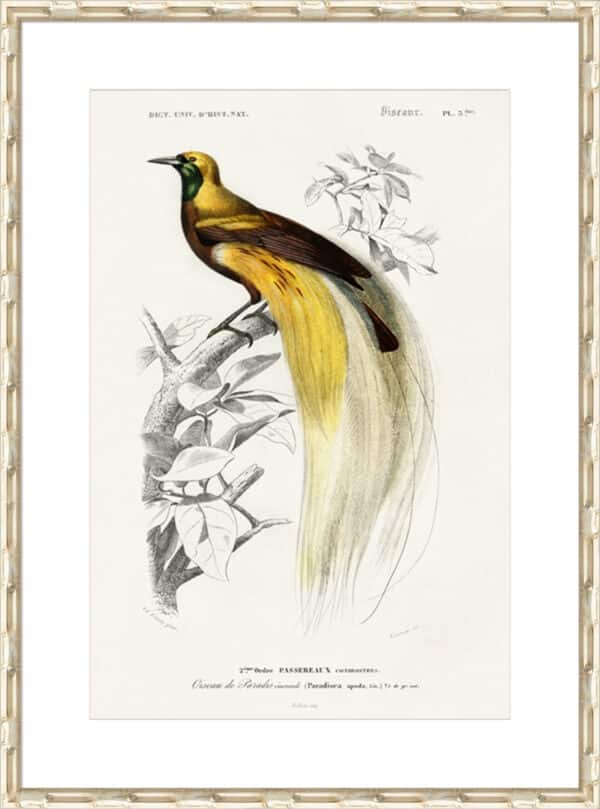 d'Orbigny Exotic Bird I - 10cm Mount Board - Image 3